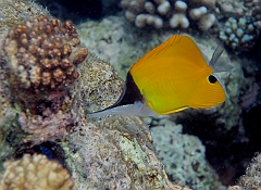 IMG_0721rf_Maldives_Madoogali_House reef_Poisson papillon a long bec_Forcipiger longirostris